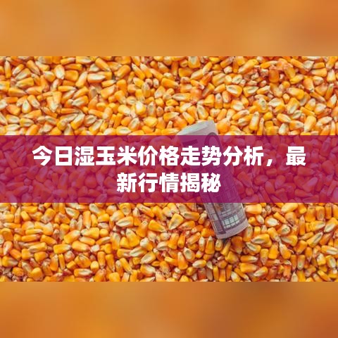 今日湿玉米价格走势分析，最新行情揭秘