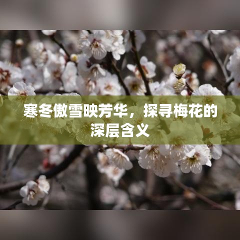 寒冬傲雪映芳华,探寻梅花的深层含义