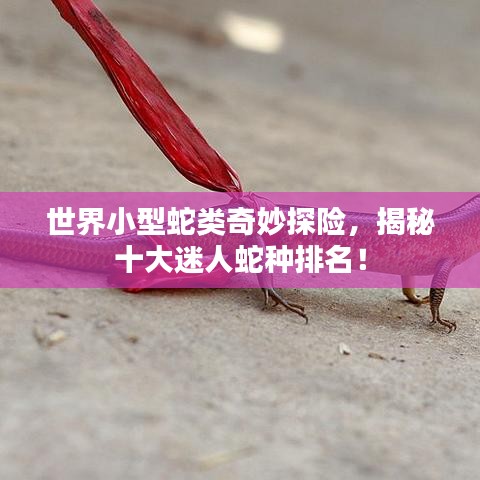 世界小型蛇类奇妙探险,揭秘十大迷人蛇种排名!