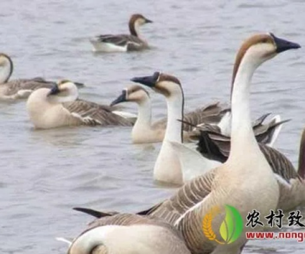 养鹅官方下载或英伦大厦 激活码,全面数据策略实施_4DM_v7.494