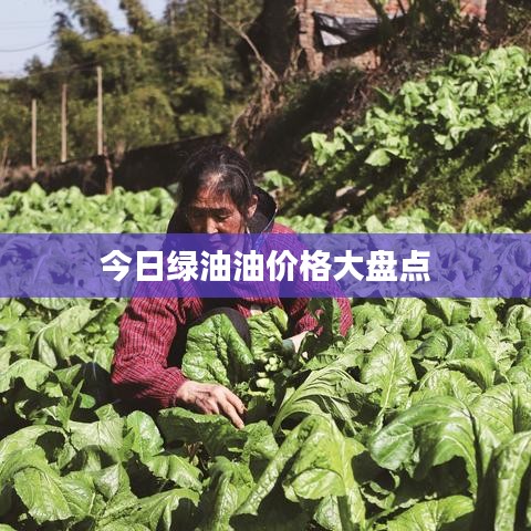 今日绿油油价格大盘点