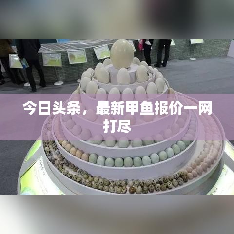 今日头条,最新甲鱼报价一网打尽