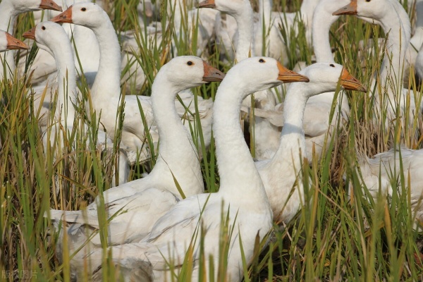 养鹅官方下载及维棠版本,全面解读说明_Surface_v9.492